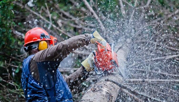 Tree Companies Work Hard