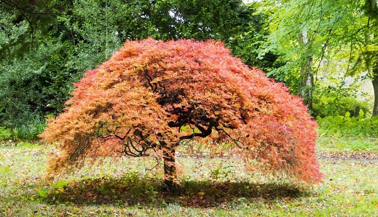 You’ll Fall In Love With Your Garden