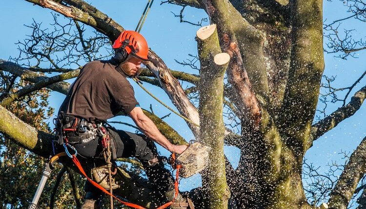How Can A Tree Surgeon Help Your Trees