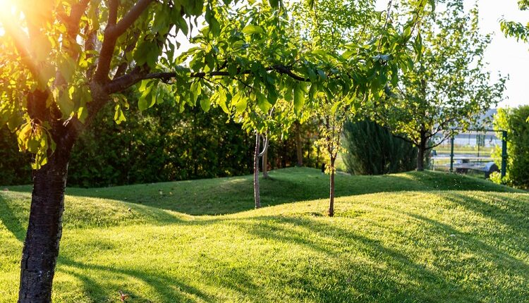Lawns
