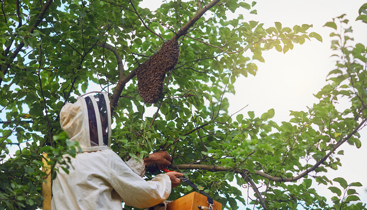Bee Removal